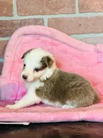 Lilac ABCA , a female Border Collie for sale in Comfort, TX – 2 of 7