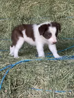 Red white ABCA , a female Border Collie for sale in Comfort, TX – 5 of 5
