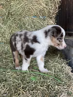 Red Merle tri ABCA , a male Border Collie for sale in Comfort, TX – 1 of 3