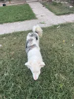 Patches, a male Border Collie for sale in Comfort, TX – 3 of 4
