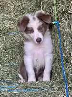 Nars-Lilac ABCA, a male Border Collie for sale in Comfort, TX – 9 of 10