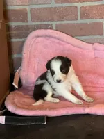 Red white , a female Border Collie for sale in Comfort, TX – 3 of 3