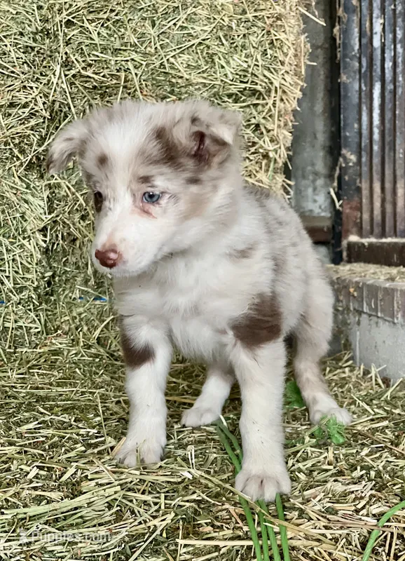 Red Merle ABCA  – Border Collie puppy for sale in Comfort, TX