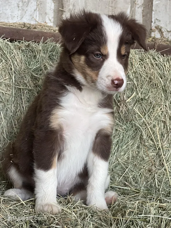 Red tri Fendi ABCA , a female Border Collie for sale in Comfort, TX – Photo 1 of 6