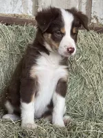 Red tri Fendi ABCA , a female Border Collie for sale in Comfort, TX – Photo 1 of 6