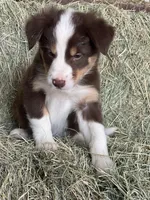 Red tri Fendi ABCA , a female Border Collie for sale in Comfort, TX – Photo 2 of 6