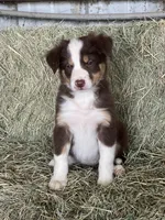 Red tri Fendi ABCA , a female Border Collie for sale in Comfort, TX – Photo 4 of 6