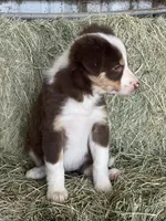 Red tri Fendi ABCA , a female Border Collie for sale in Comfort, TX – Photo 3 of 6