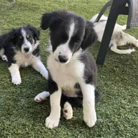 BART-Zara b/w M, a male Border Collie for sale in Comfort, TX – Photo 2 of 8