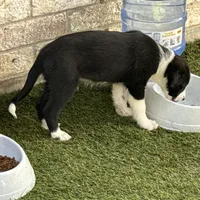 BART-Zara b/w M, a male Border Collie for sale in Comfort, TX – Photo 8 of 8
