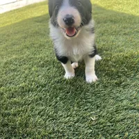 BART-Zara b/w M, a male Border Collie for sale in Comfort, TX – Photo 5 of 8