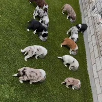 BART-Zara b/w M, a male Border Collie for sale in Comfort, TX – Photo 4 of 8