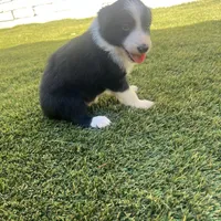 BART-Zara b/w M, a male Border Collie for sale in Comfort, TX – Photo 3 of 8