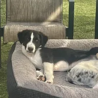 BART-Zara b/w M, a male Border Collie for sale in Comfort, TX – Photo 6 of 8