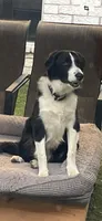 BART-Zara b/w M, a male Border Collie for sale in Comfort, TX – Photo 7 of 8