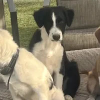 BART-Zara b/w M, a male Border Collie for sale in Comfort, TX – Photo 1 of 8