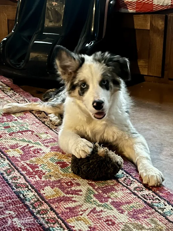 Bvlgari Abigail ABCA