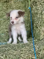 Lilac ABCA , a female Border Collie for sale in Comfort, TX – 6 of 7