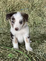 Red Merle tri ABCA , a male Border Collie for sale in Comfort, TX – 2 of 3