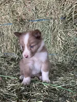 Chocolate sable ABCA , a male Border Collie for sale in Comfort, TX – 3 of 3