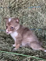 Choclate tri merle ABCA , a female Border Collie for sale in Comfort, TX – 3 of 3