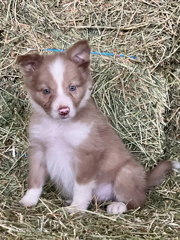 Chocolate sable ABCA  – Border Collie puppy for sale in Comfort, TX