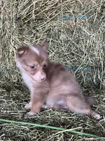 Choclate tri merle ABCA , a female Border Collie for sale in Comfort, TX – 2 of 3