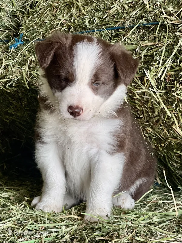 Red white ABCA  – Border Collie puppy for sale in Comfort, TX
