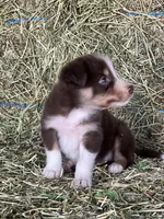 Red white tri ABCA , a male Border Collie for sale in Comfort, TX – 2 of 3