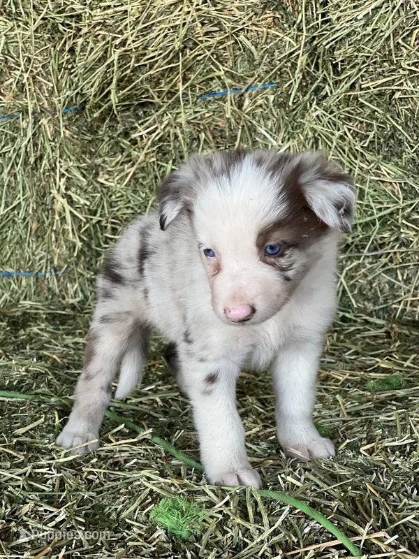Red Merle  – Border Collie puppy for sale in Comfort, TX