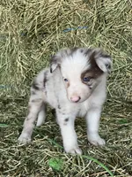 Red Merle , a male Border Collie for sale in Comfort, TX – 1 of 4