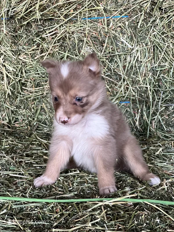 Choclate tri merle ABCA  – Border Collie puppy for sale in Comfort, TX