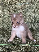 Choclate tri merle ABCA , a female Border Collie for sale in Comfort, TX – 1 of 3