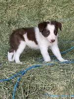 Red white ABCA , a female Border Collie for sale in Comfort, TX – 4 of 5