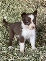 Red white female abca, a female Border Collie for sale in Comfort, TX – 5 of 5