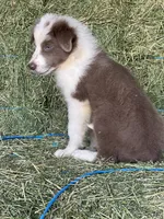 Nars-Lilac ABCA, a male Border Collie for sale in Comfort, TX – 10 of 10