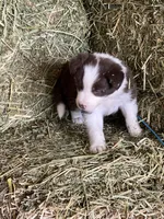 Red white ABCA , a male Border Collie for sale in Comfort, TX – 7 of 8