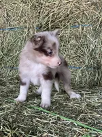 Red Merle ABCA , a female Border Collie for sale in Comfort, TX – 2 of 3