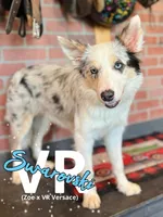 Red white ABCA , a male Border Collie for sale in Comfort, TX – 2 of 8