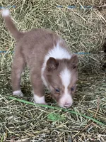 Chocolate sable ABCA , a male Border Collie for sale in Comfort, TX – 2 of 3