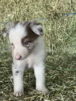 Red Merle , a male Border Collie for sale in Comfort, TX – 2 of 4