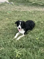 BART , a male Border Collie for sale in Comfort, TX – 3 of 4