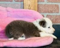 Lilac ABCA , a female Border Collie for sale in Comfort, TX – 4 of 7