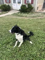 BART , a male Border Collie for sale in Comfort, TX – 4 of 4