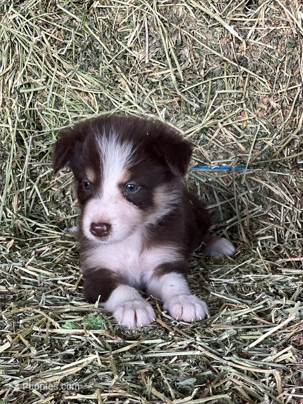 Red white tri ABCA  – Border Collie puppy for sale in Comfort, TX