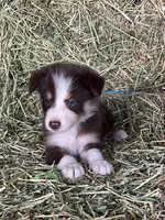 Red white tri ABCA , a male Border Collie for sale in Comfort, TX – 1 of 3