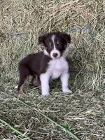 Red white tri abca, a male Border Collie for sale in Comfort, TX – 2 of 2
