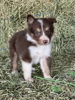 Red white tri M ABCA , a male Border Collie for sale in Comfort, TX – 3 of 3