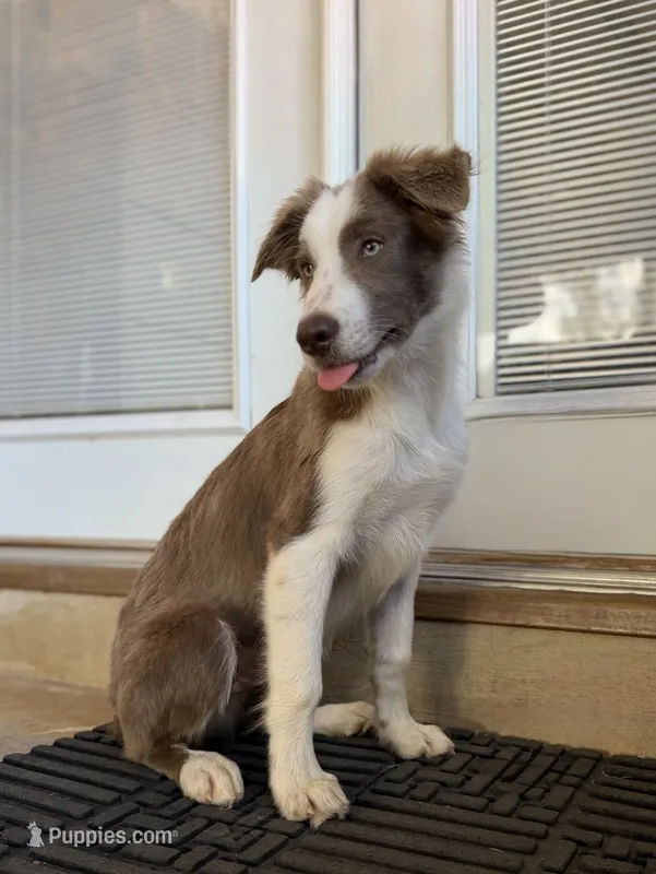 Nars-Lilac ABCA – Border Collie puppy for sale in Comfort, TX