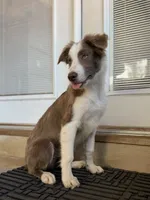 Nars-Lilac ABCA, a male Border Collie for sale in Comfort, TX – 1 of 10